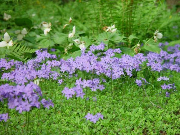 
                   Рыхлодерновые флоксы — «средние» по размерам и срокам цветения            
