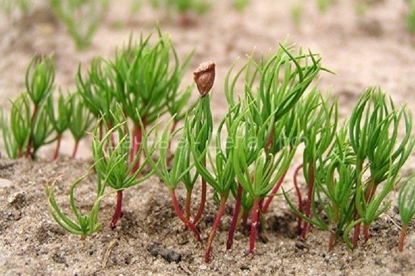 Пихта из семян – секреты и способы выращивания