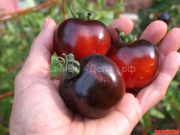Черные помидоры – секрет мужского долголетия