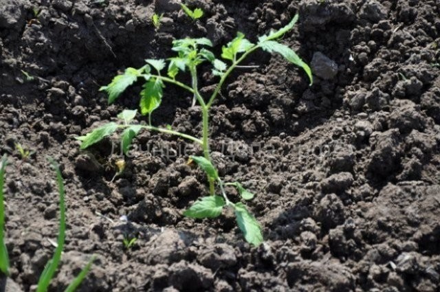 ТОП-40 ошибок при выращивании томатов: грабли, на которые наступают почти все