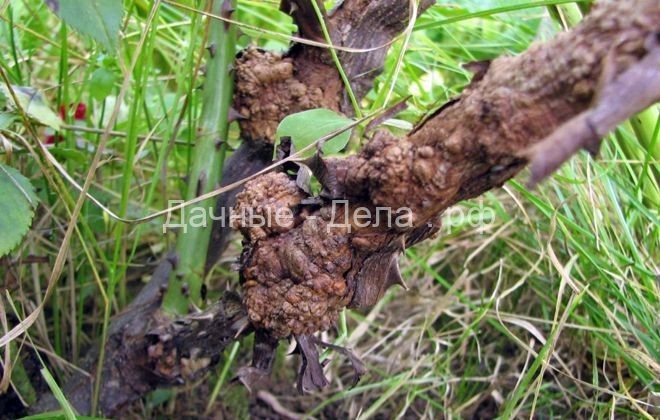 Болезни винограда – фото и чем лечить, основные грибковые, бактериальные, вирусные и неинфекционные заболевания