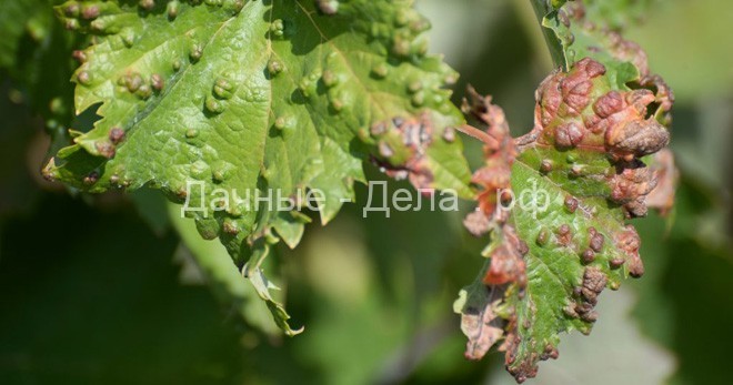 Болезни винограда – фото и чем лечить, основные грибковые, бактериальные, вирусные и неинфекционные заболевания