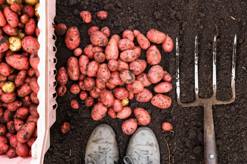 Когда и как правильно копать картошку
