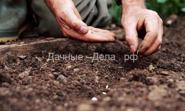 Когда и как сажать огурцы в открытый грунт семенами или рассадой
