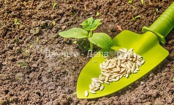 Когда и как сажать огурцы в открытый грунт семенами или рассадой