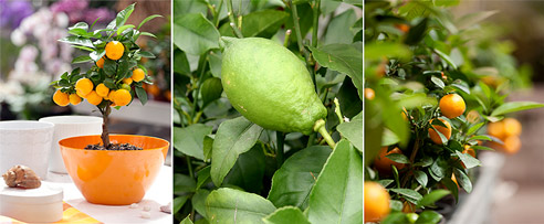 Как вырастить апельсин, грейфрут, лимон, финик, киви и даже авокадо из косточки