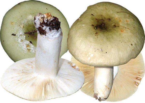 Съедобное-несъедобное. У каких грибов есть ядовитые двойники?