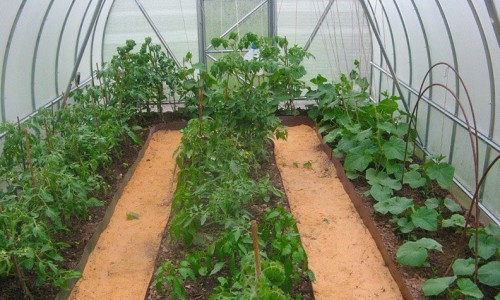 Совместимость овощей в теплице &mdash; залог богатого урожая