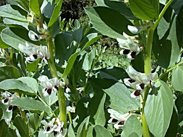 Бобы кормовые &ndash; прекрасное зеленое удобрение для вашего участка