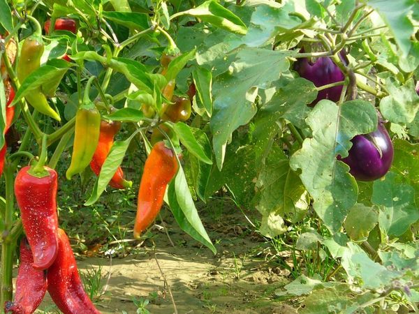 Совместимость овощей в теплице &mdash; залог богатого урожая