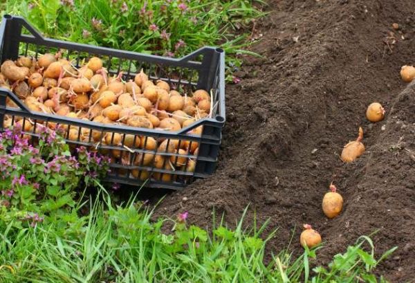 На какую глубину лучше высаживать клубни картофеля?
