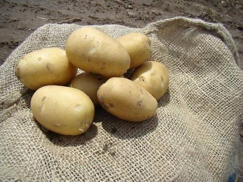 7 признаков качественного семенного картофеля