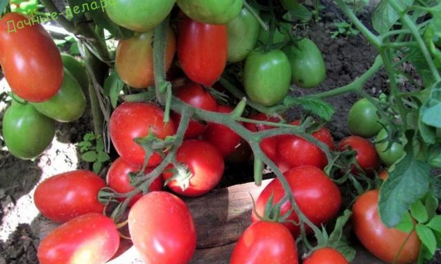 Сорта сливовидных томатов