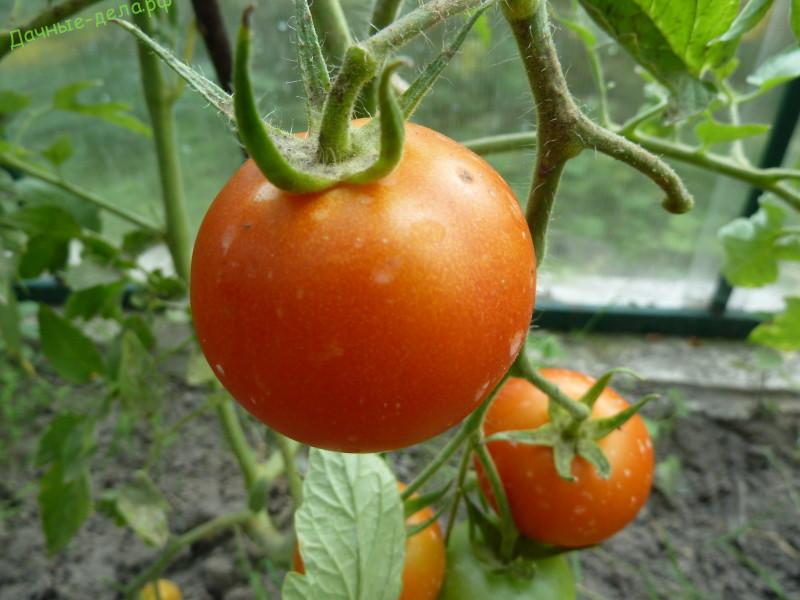 Какие самые лучшие сорта помидор для теплицы из поликарбоната