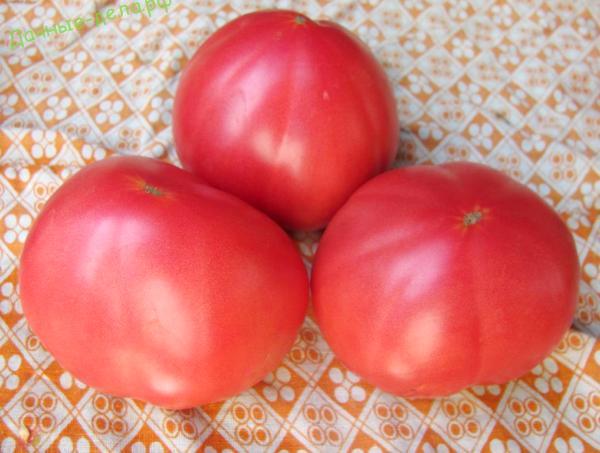 Какие самые лучшие сорта помидор для теплицы из поликарбоната