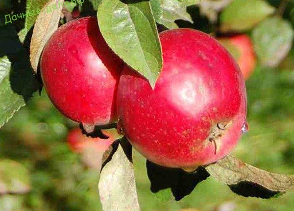 Лучшие сорта яблони для Подмосковья: фото описание