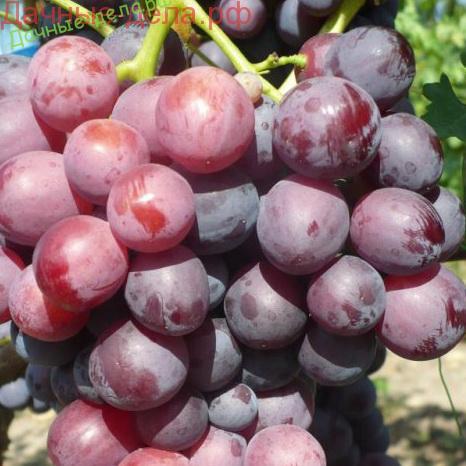 Лучшие столовые сорта винограда