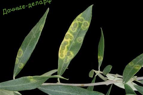 Spilocaea oleagina