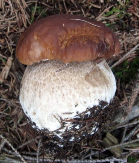 Популярные съедобные грибы