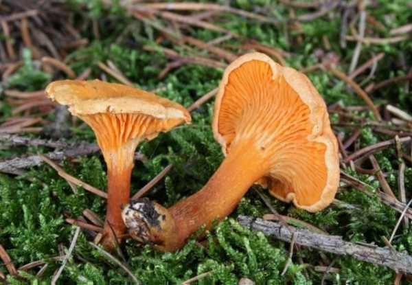 Популярные съедобные грибы