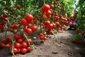 Томат Мажор: описание и характеристика сорта, урожайность с фото