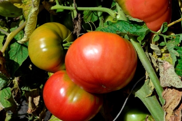 Описание сорта томата Красный буйвол, особенности выращивания и урожайность