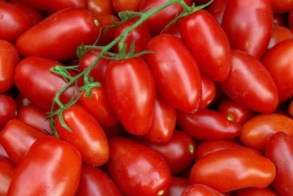 Описание сорта томата Сахарные пальчики, его характеристика и урожайность