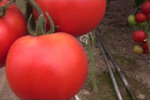 Описание сорта томата Тайлер, его характеристика и урожайность
