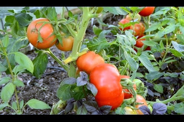 Описание сорта томата Восход, его характеристика и выращивание