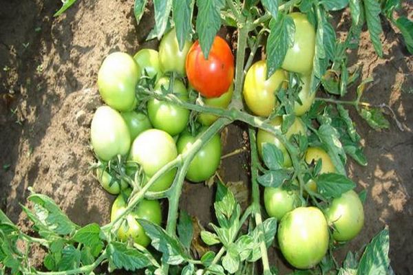 Характеристика и описание сорта томата Ураган, его урожайность