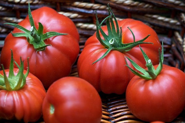 Описание сорта томата Енисей f1, его характеристика и урожайность