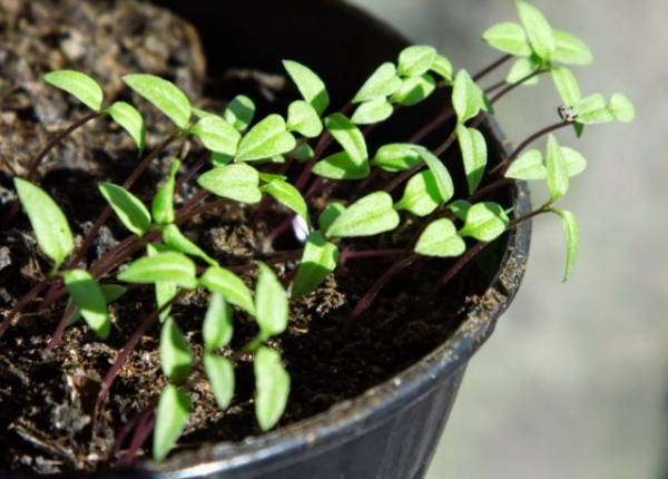 Как выращивать никандру из семян?