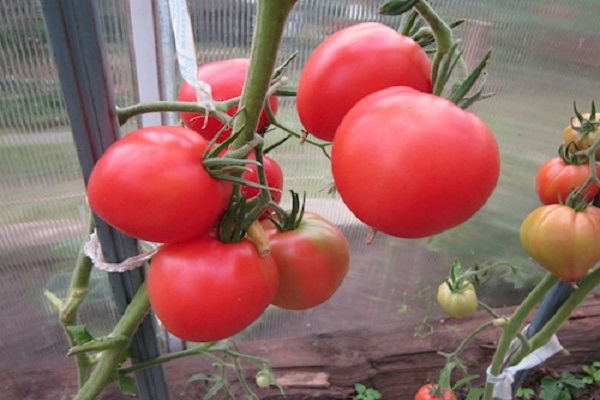 Описание сорта томата Енисей f1, его характеристика и урожайность