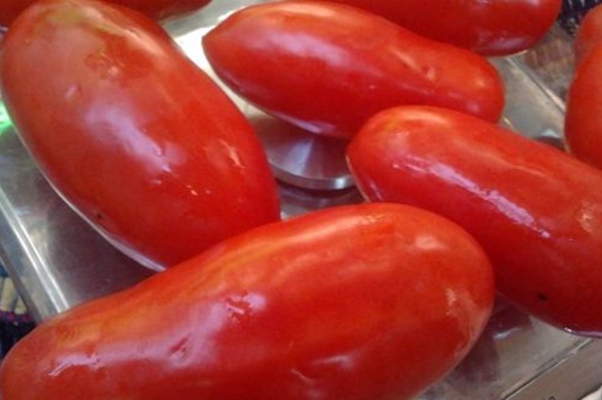 Описание сорта томата Сахарные пальчики, его характеристика и урожайность