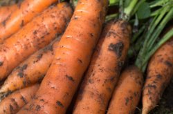Как ускорить прорастание семян моркови