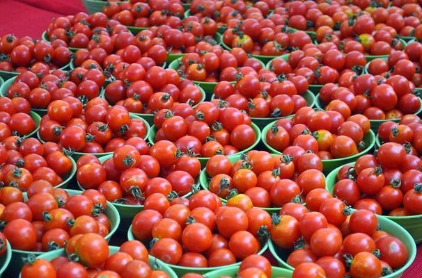 Описание сорта томата Восход, его характеристика и выращивание
