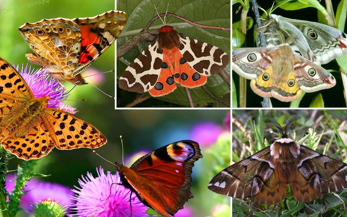 Бабочки вредители сада и огорода фото и названия