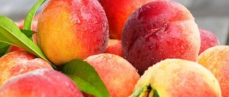 Как защитить персик от вредителей
