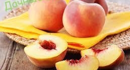Лучшие сорта персиков