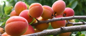 Описание позднеспелых сортов абрикосов