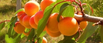 Описание ранних сортов абрикоса