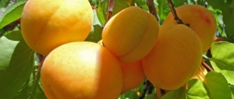 Описание сортов абрикосов среднеспелого срока созревания