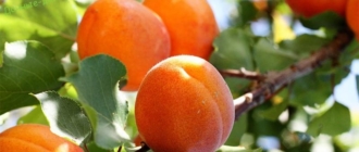 Подбор подвой и выбор сорта абрикоса в зависимости от региона выращивания