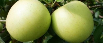 Проблемы с яблоней  Гольден Делишес
