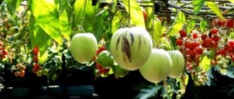 Секреты выращивания  фрукта пепино