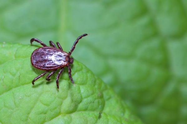 
                   7 опасных насекомых, подстерегающих нас на даче и не только Добавить в мою подборку            