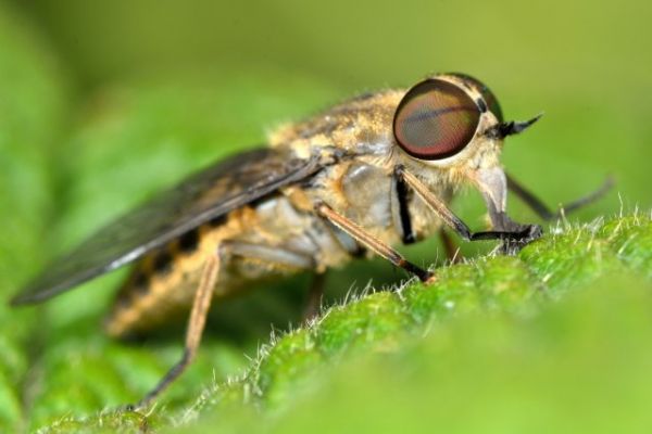 
                   7 опасных насекомых, подстерегающих нас на даче и не только Добавить в мою подборку            