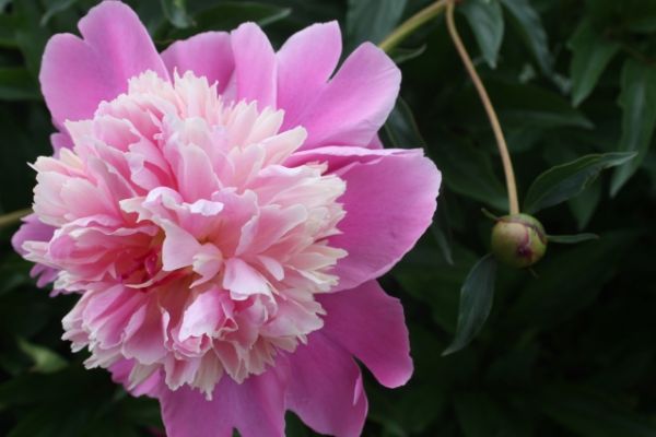 
                   5 секретов пышного цветения пиона от специалиста            