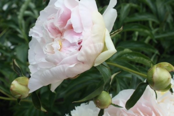 
                   5 секретов пышного цветения пиона от специалиста            