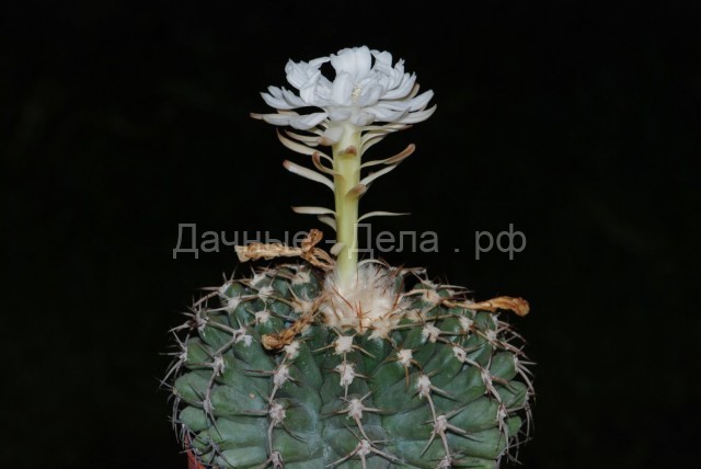Дискокактус — самый популярный из цветущих кактусов